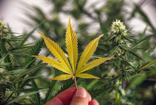 Why Are My Cannabis Leaves Turning Yellow? How to Fix It and Save Your Harvest
